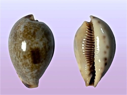 Cypraea pyriformis maqueda - pyriformis,,