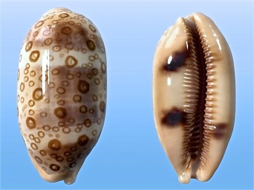 Cypraea argus samar - argus,