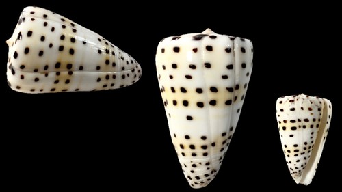 Conidae conus eburneus - conus,