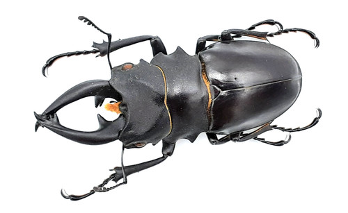 Lucanidae odontolabis alces - lucanidae,,